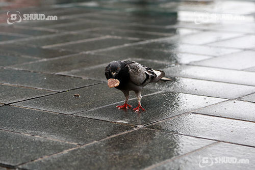 Өнөөдөр ихэнх нутгаар сэрүүхэн байна